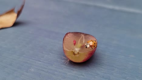 Mariquita-Comiendo-Una-Uva-Afuera