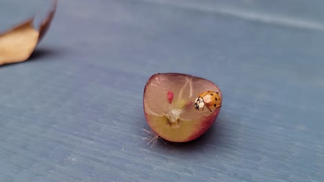 Ladybug eating a grape outside