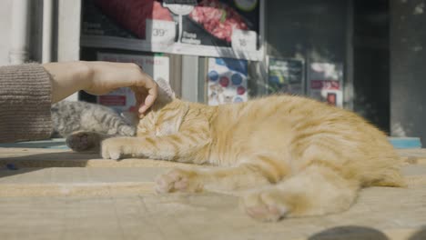 woman petting an orange tabby cat outside a store.