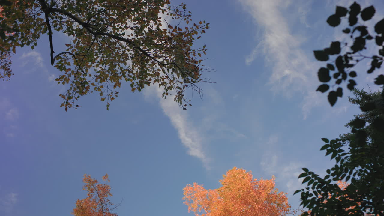 높은 가을 나무가 둘러싸고 옅은 구름이 떠다니는 푸른 하늘을 올려다보는 구도, 가장자리의 부드러운 나뭇잎 실루엣, 고요한 햇빛 분위기, 숲 바닥에서 올려다보는 몽환적인 시점