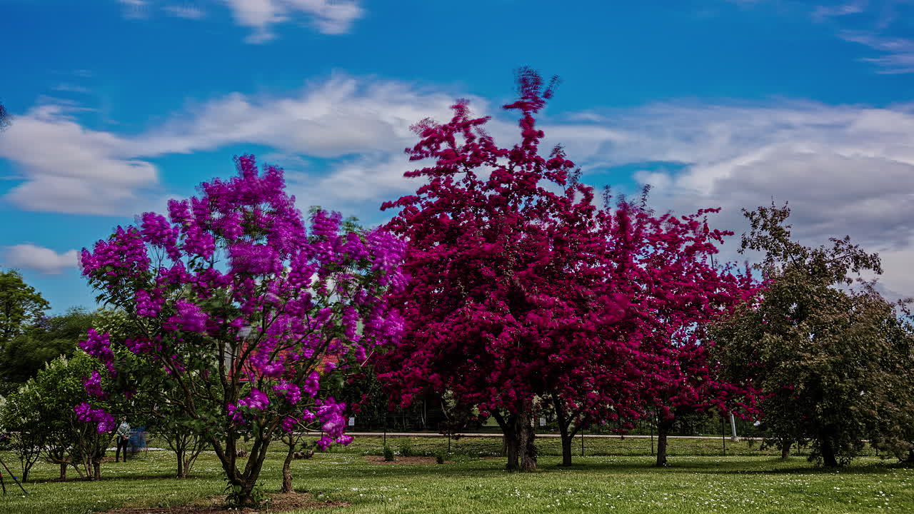 flores lilas y violetas en los árboles que florecen en