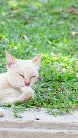 a cat lounges and grooms on a sunny patch of grass.