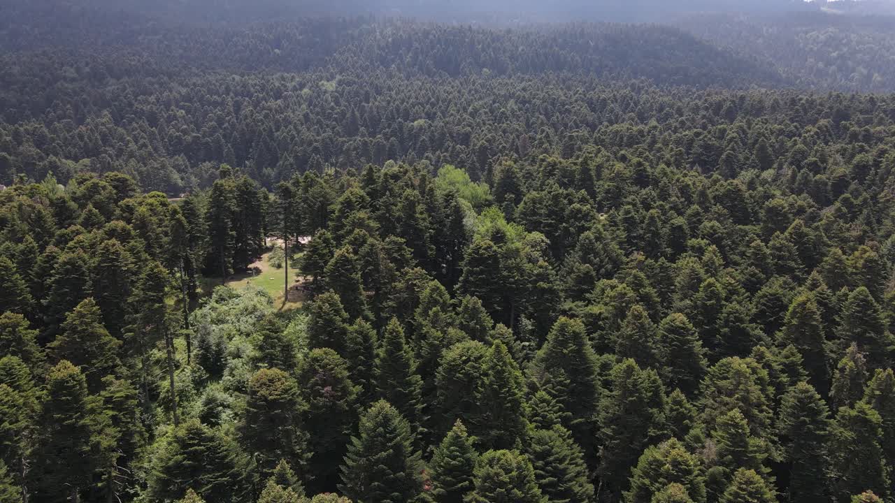 Pine Natural Forest Hilltop Aerial