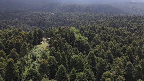 pine natural forest hilltop aerial