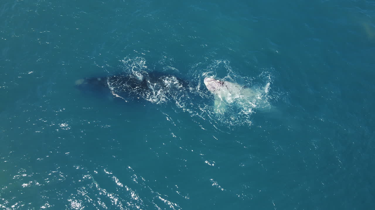 남방어미와 함께 있는 얼룩고래의 희귀한 목격