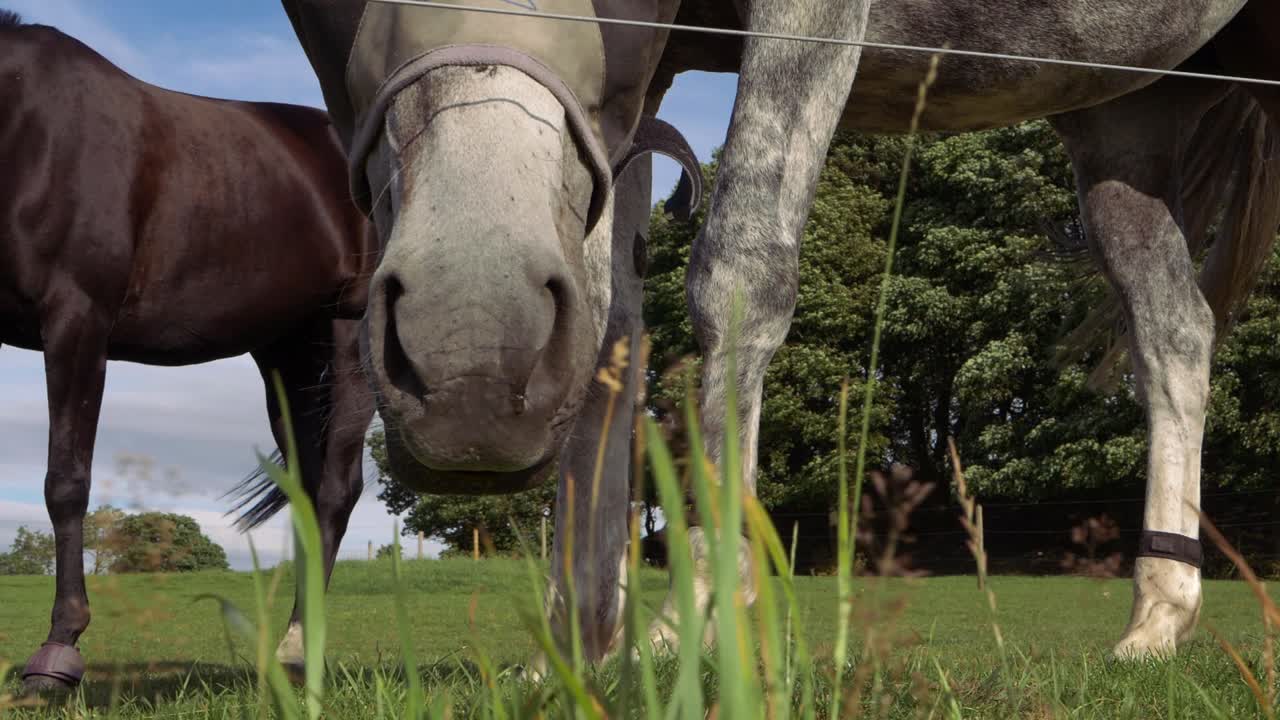 Nysgerrig hest kigger gennem græsset mod kameraet, nærbillede