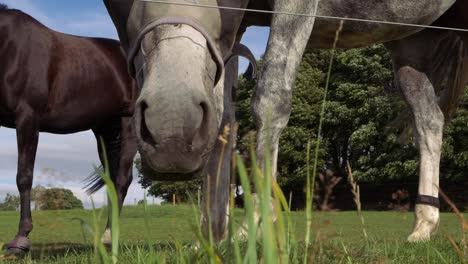 caballo curioso mirando a través de la hierba a la cámara primer plano
