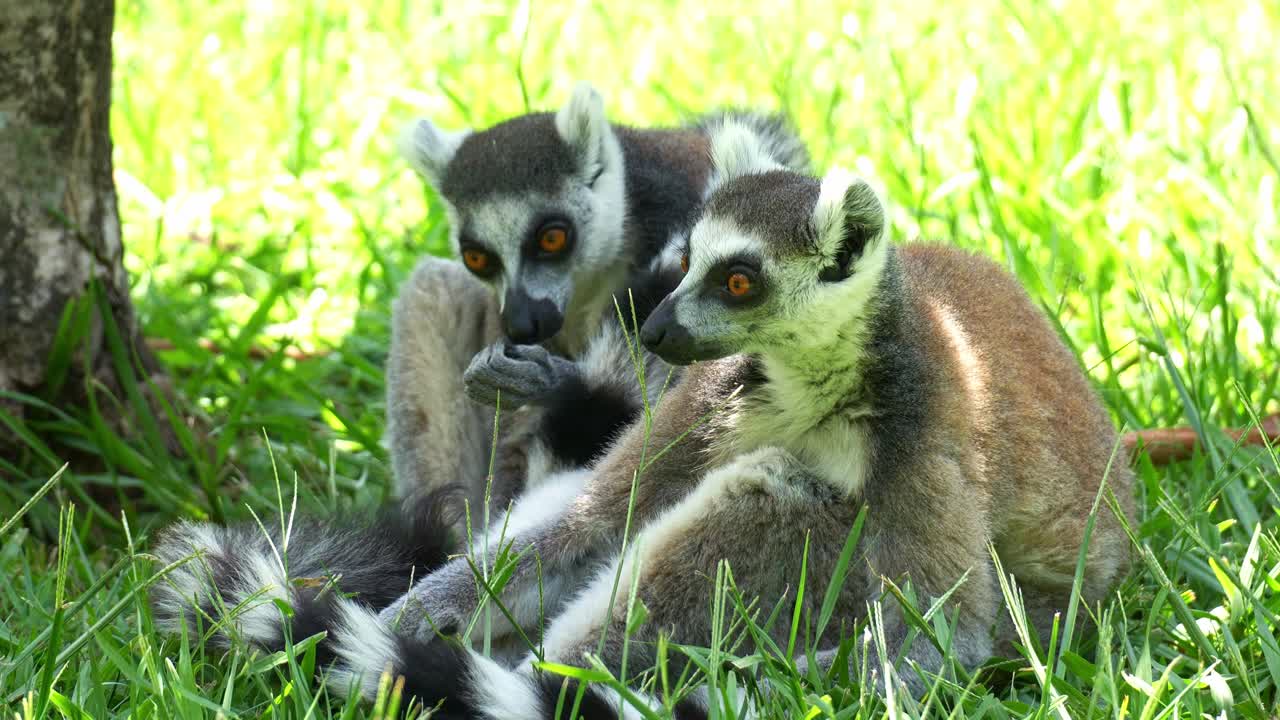 Dois lêmures-de-cauda-anelada (Lemur catta) sentados próximos em um gramado verde, com um deles cuidando do pelo, close.