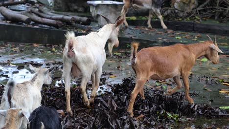 several goats walking, playing, and interacting.