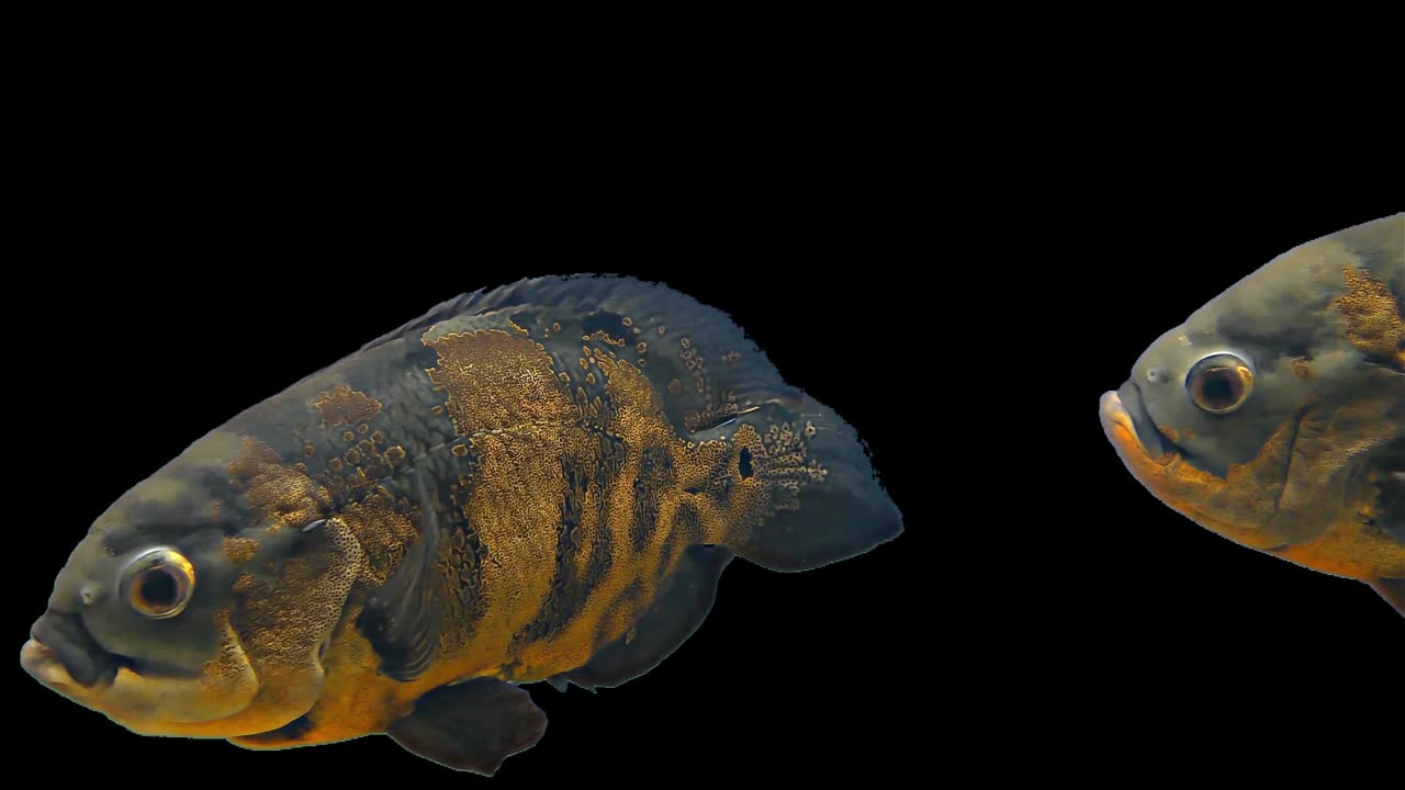 амазонская тропическая рыба - тигр оскар, черный фон, хроматический ключ