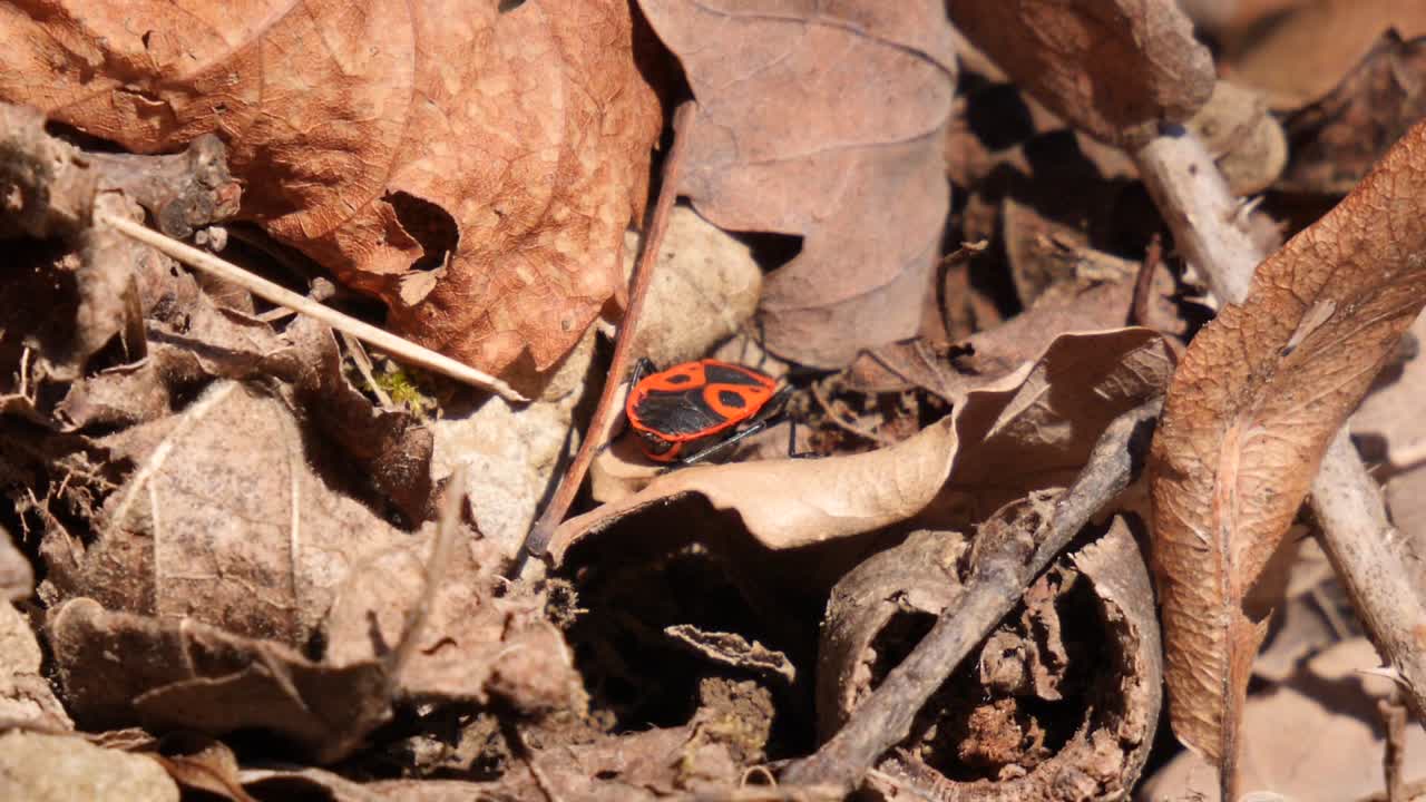 primer plano de un insecto de fuego arrastrándose sobre hojas marrones en un bosque