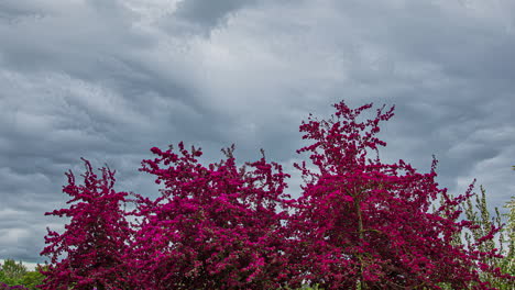 Toma-En-ángulo-Bajo-De-Un-árbol-Floreciente-Lila-Rosa-En-Un-Jardín-Floral-En-Un-Día-Nublado-En-Un-Lapso-De-Tiempo