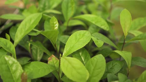 traveling shot by green yerba mate leaves macro