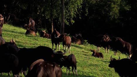 Two-individuals-in-the-middle-grooming-each-other-as-others-graze-around-during-a-sunny-afternoon,-Indian-Bison-Bos-Gaurus,-Thailand