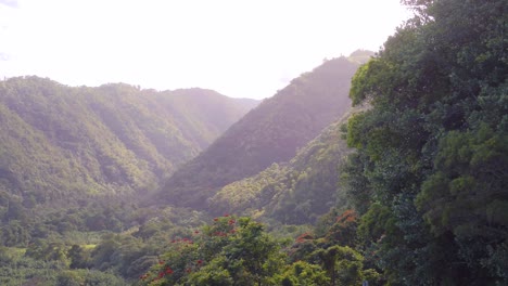 Aerial-view-of-Hawaiian-native-flora-and-the-mountainous-jungle-landscape