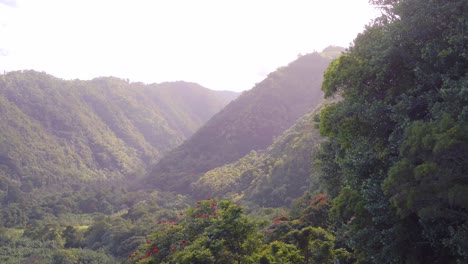 vista aérea de la flora nativa de hawai y el paisaje montañoso de la selva