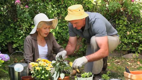 old couple gardening together