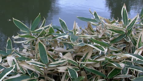 variegated ornamental grass grows beside a pond