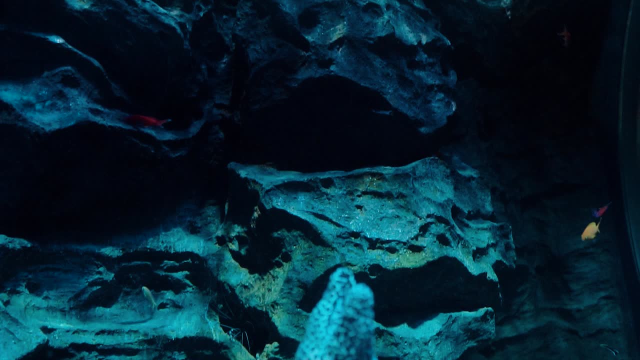 Spotted moray eel swimming in slow motion, pans down to other eels looking up