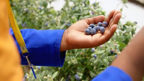 Worker-holding-blueberries-in-hand-4k