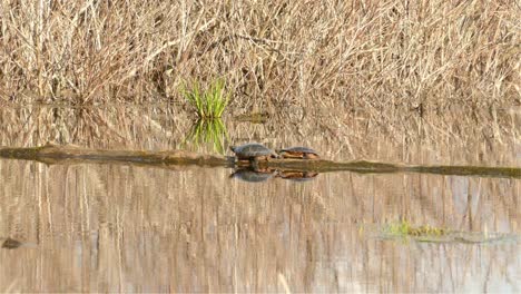 Dos-Pequeñas-Tortugas-Arrastrándose-Sobre-Un-Tronco-En-Un-Lago,-Día-Soleado