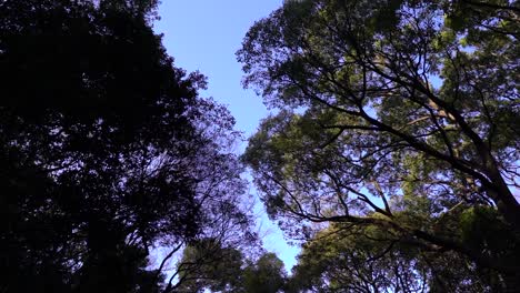 Vista-Abstracta-De-Las-Siluetas-De-La-Corona-Del-árbol-Contra-El-Cielo-Azul---Toma-En-Movimiento