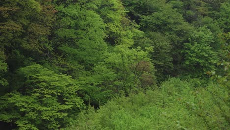 Fondo-De-Bosque-De-Hayas-Del-Parque-Nacional-De-Mt-Daisen,-Cacerola-Lenta-En-Un-Día-Lluvioso