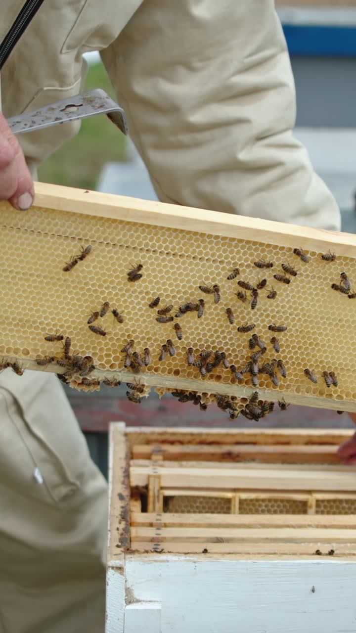 Male bee farmer takes the empty half-frames with fresh light wax. Beekeeper inspecting the harvest of honey. Vertical video