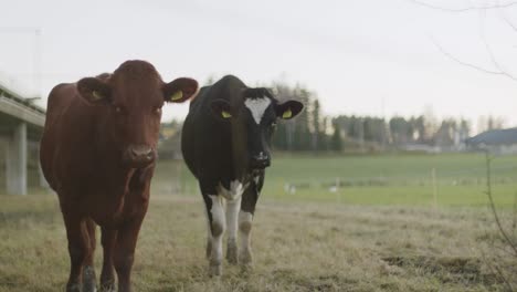 Cows-in-row-on-a-field