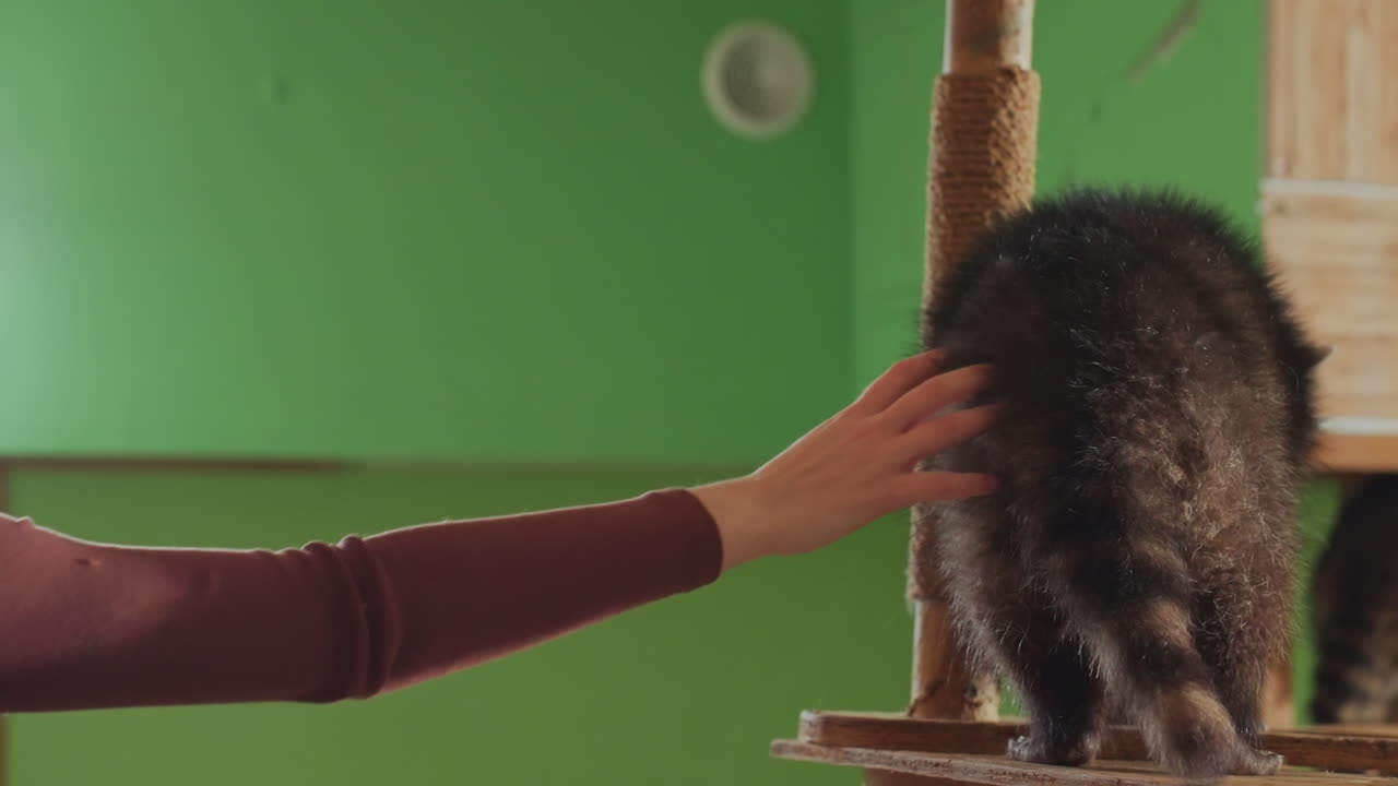 Un procione su un albero per gatti esplora la piattaforma e il tiragraffi con movimenti cauti e naso gocciolante, sfondo verde da studio, mano del custode che si allunga brevemente, piccoli salti e passi indietro