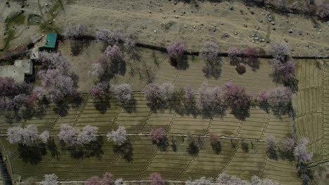 Aeria-Birds-Eye-View-Over-Cherry-Blossom-Trees-On-Valley-Floor-In-Skardu,-Gilgit-Baltistan