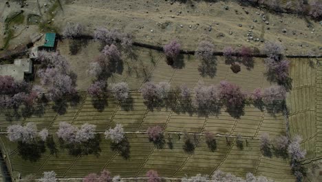 vista aérea de las aves sobre los cerezos en flor en el fondo del valle en skardu, gilgit-baltistan