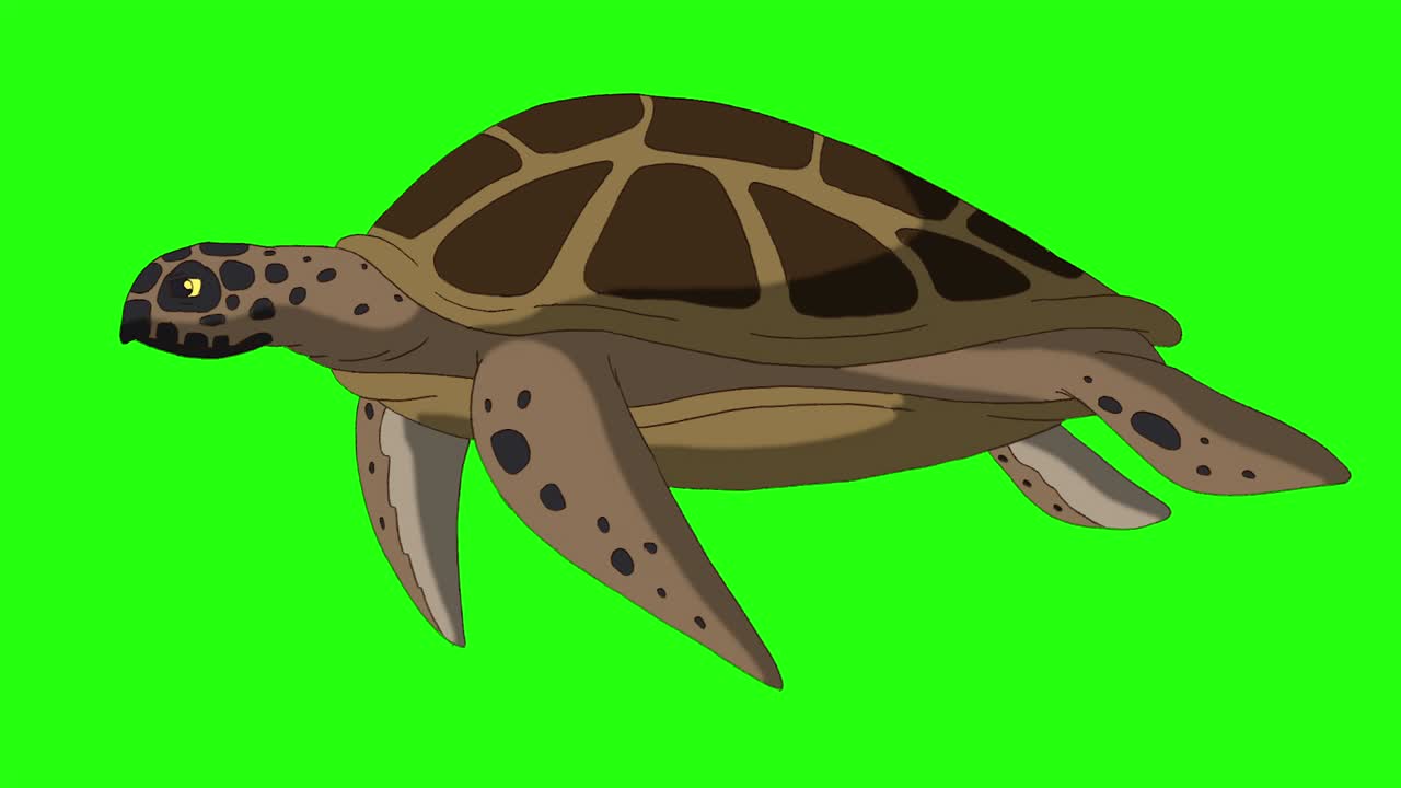 Brown turtle swims underwater 4K chroma key