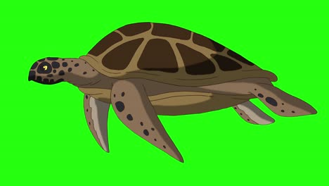 la tortuga marrón nada bajo el agua 4k chroma key