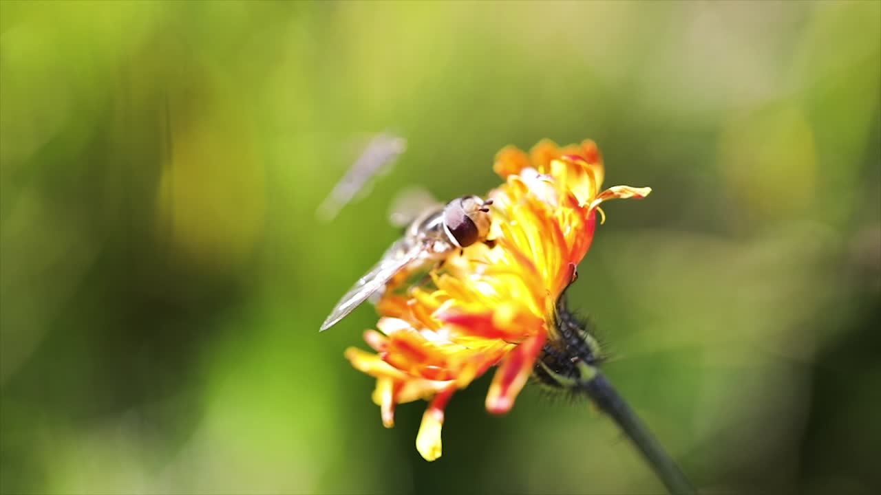 la avispa recoge el néctar de la flor crepis alpina
