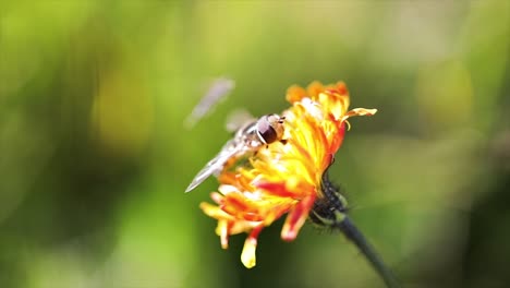 wasp collects nectar from flower crepis alpina