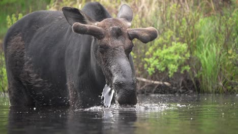 slow motion video of a bull moose raising its head out of the water while feeding on aquatic plants in a pond on a summer day