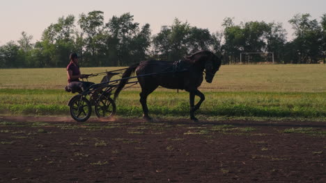 horse and carriage in a rural setting