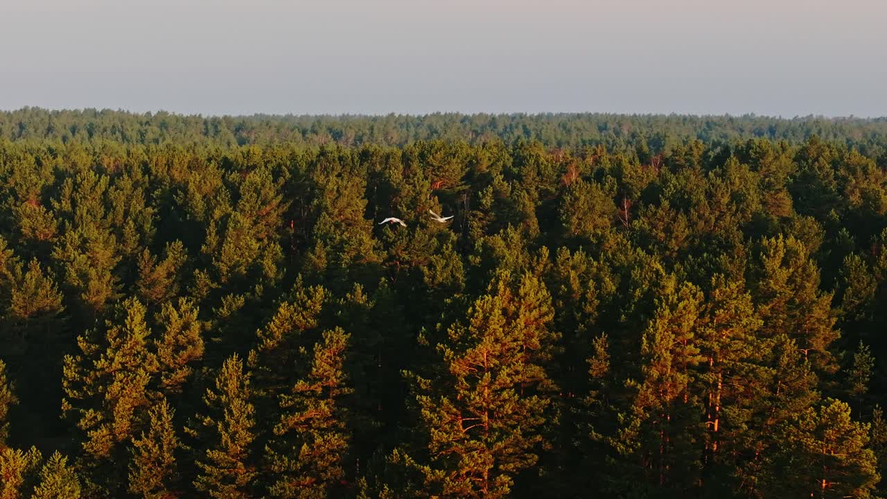 Two swans soar gracefully above a golden-lit pine forest at sunrise, slow motion