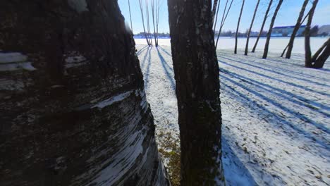 Movimiento-Lento-Hacia-Atrás-Entre-Troncos-De-Abedul-En-Un-Soleado-Día-De-Invierno