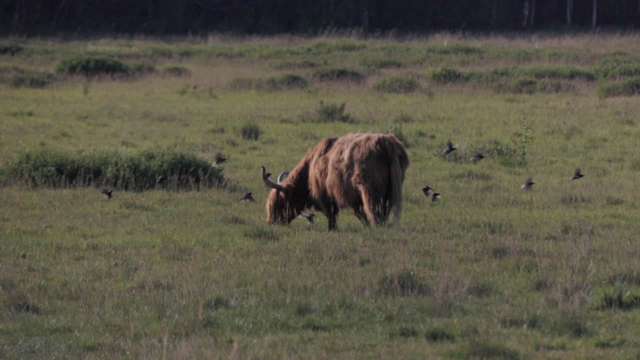 el ganado de las tierras altas pastando mientras una bandada de aves vuela por