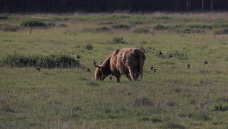 el ganado de las tierras altas pastando mientras una bandada de aves vuela por