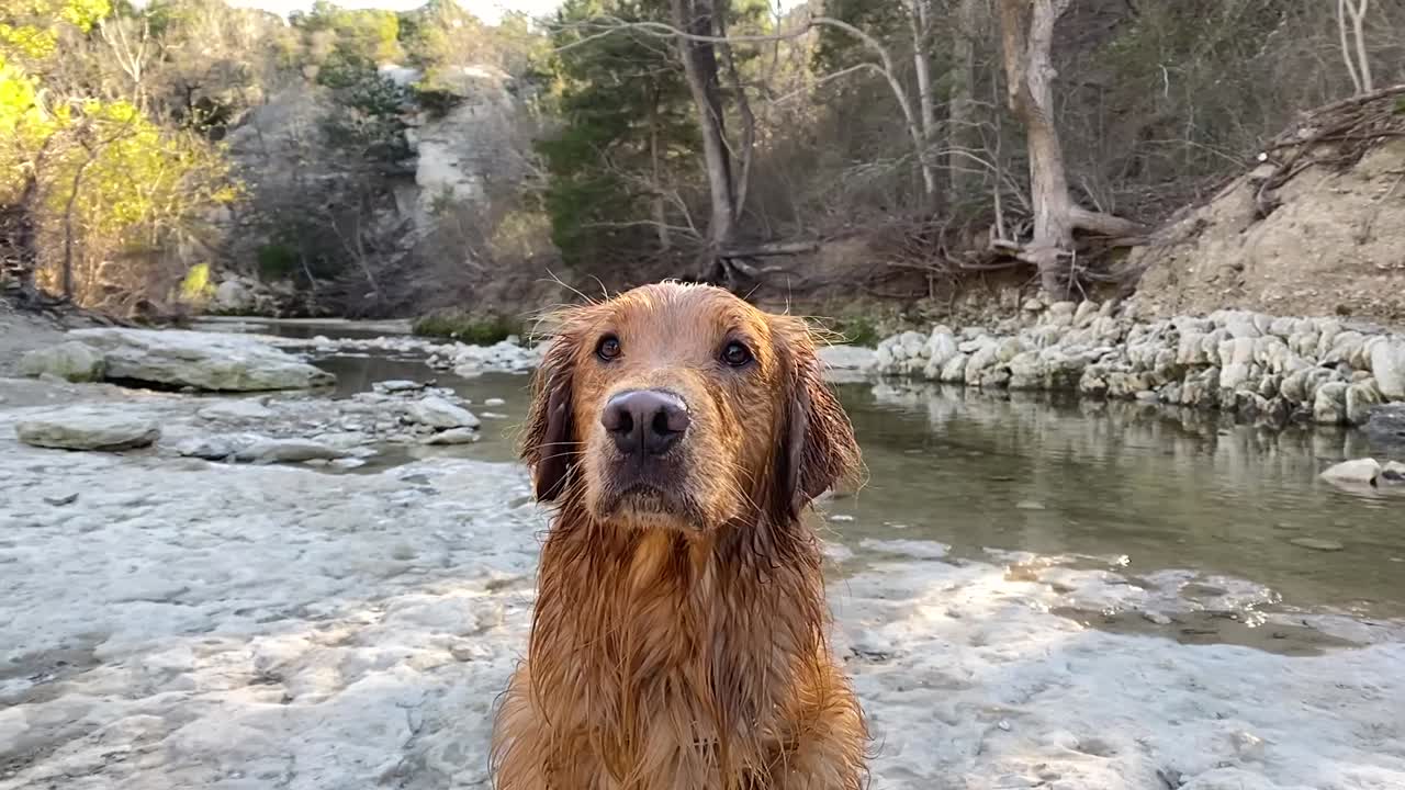 Slow motion close up shot of a gorgeous golden retriever sitting nicely on a rocky trail in Austin Texas. Great shot for outdoors, hiking, or active lifestyle projects.