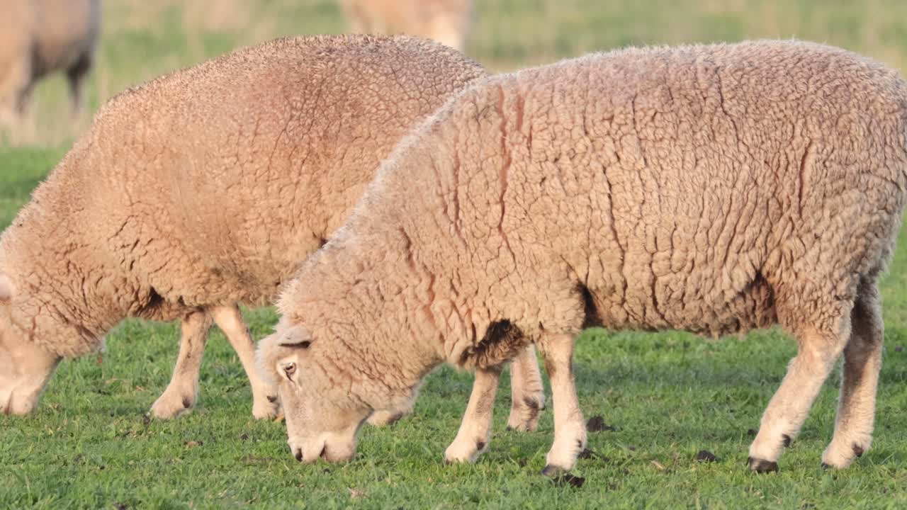 las ovejas pastando pacíficamente en la hierba verde exuberante