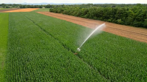 sistema de riego de agua en el campo con cultivos verdes