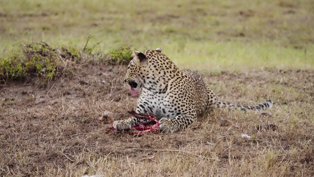 야생 에 있는 표범 이 건조 한 풍경 에 있는 동물 을 잡아먹는 모습