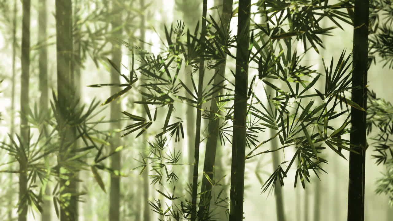 Una rigogliosa foresta di bambù immersa in una soffusa luce solare crea un'atmosfera serena