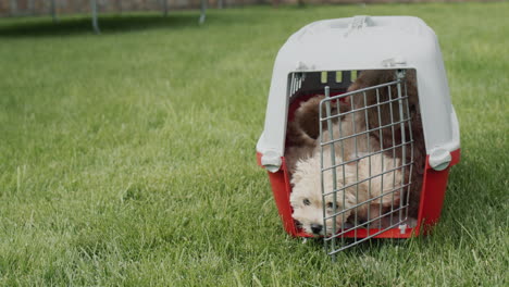 an open cage with puppies stands on a green lawn