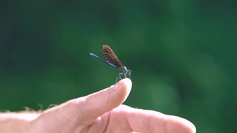 Close-up-of-a-bright-blue-dragonfly-resting-on-a-man's-thumb,-damselfly,-connecting-to-nature