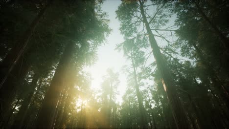 paisaje de puesta de sol brumosa del bosque de secuoya